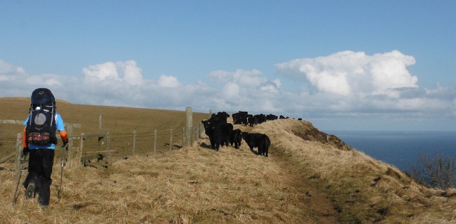 ´Cattle