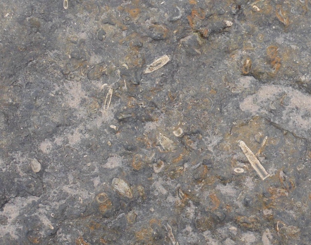 ´Fossils