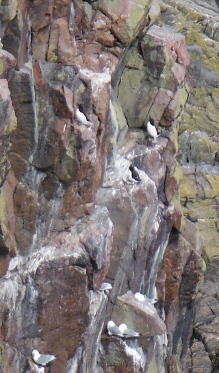 ´Razorbills