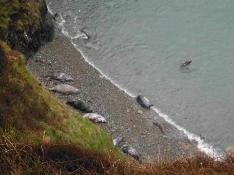 ´Seals