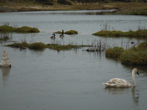 ´Wildlife