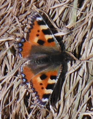 ´Tortoiseshell