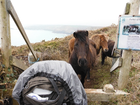 ´Ponies´