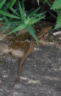 ´A