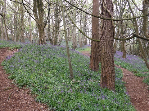 ´Bluebells