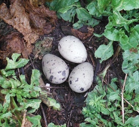 ´Oystercatcher´s