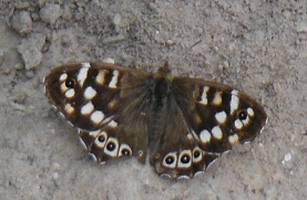 ´Speckled
