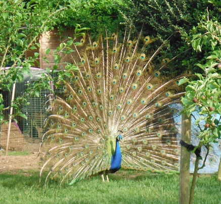 ´A