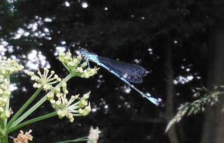 ´Damsel