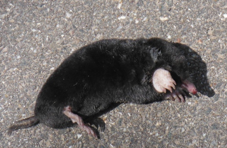 ´A