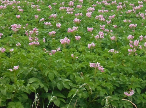 ´Crop