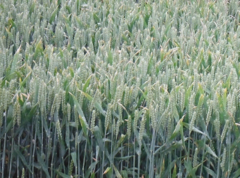´Crop