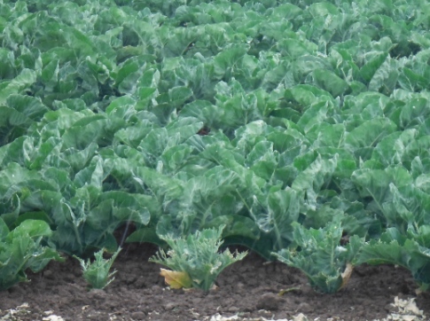 ´Crop