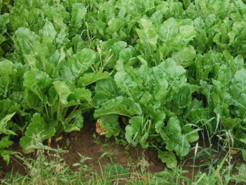 ´Crop