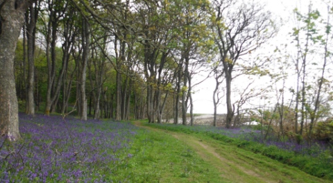 ´Bluebells