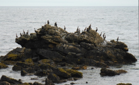 ´Cormorants´