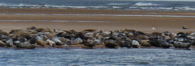 ´Seals