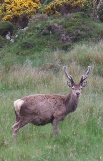 ´Deer´