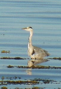 ´Heron´