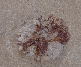 ´Jellyfish´