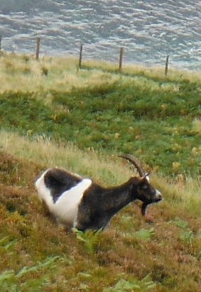 ´Goat´