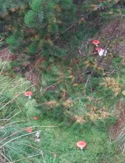 ´Forest