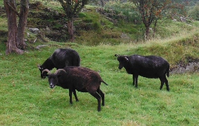 ´Sheep