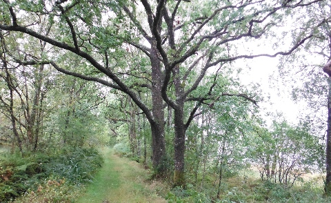 ´Footpath