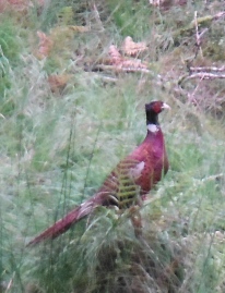 ´Pheasant´
