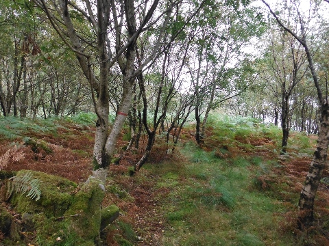 ´Footpath