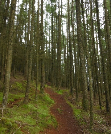 ´Footpath´