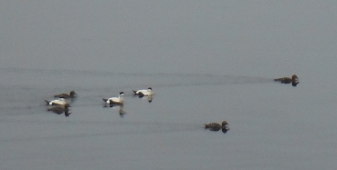 ´Eider