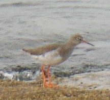 ´Redshank´