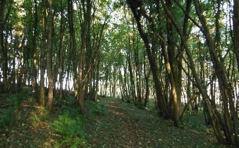 ´Footpath´