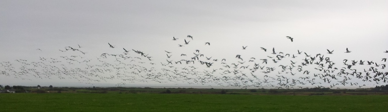 ´Field