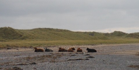 ´Cattle