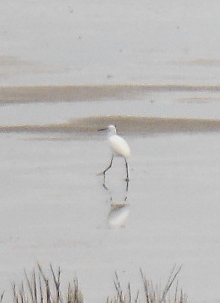 ´Egret´