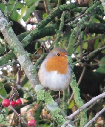 ´Robin´