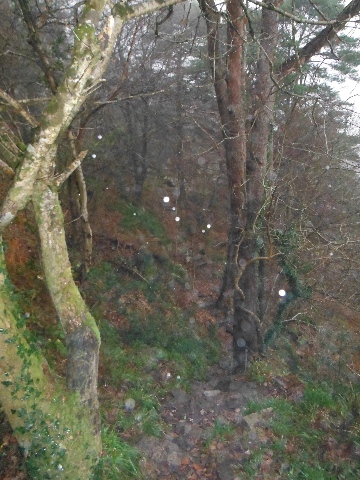 ´Woodland