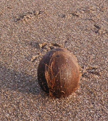 ´Coconut´